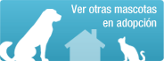 Adopta tu mascota